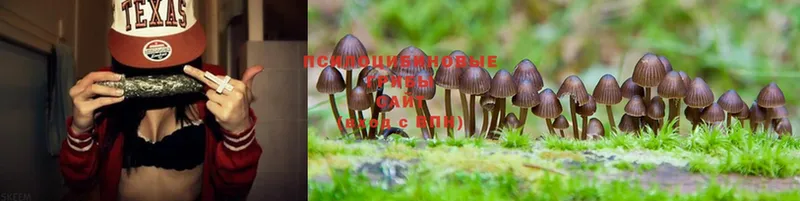 Псилоцибиновые грибы Magic Shrooms  Дагестанские Огни 